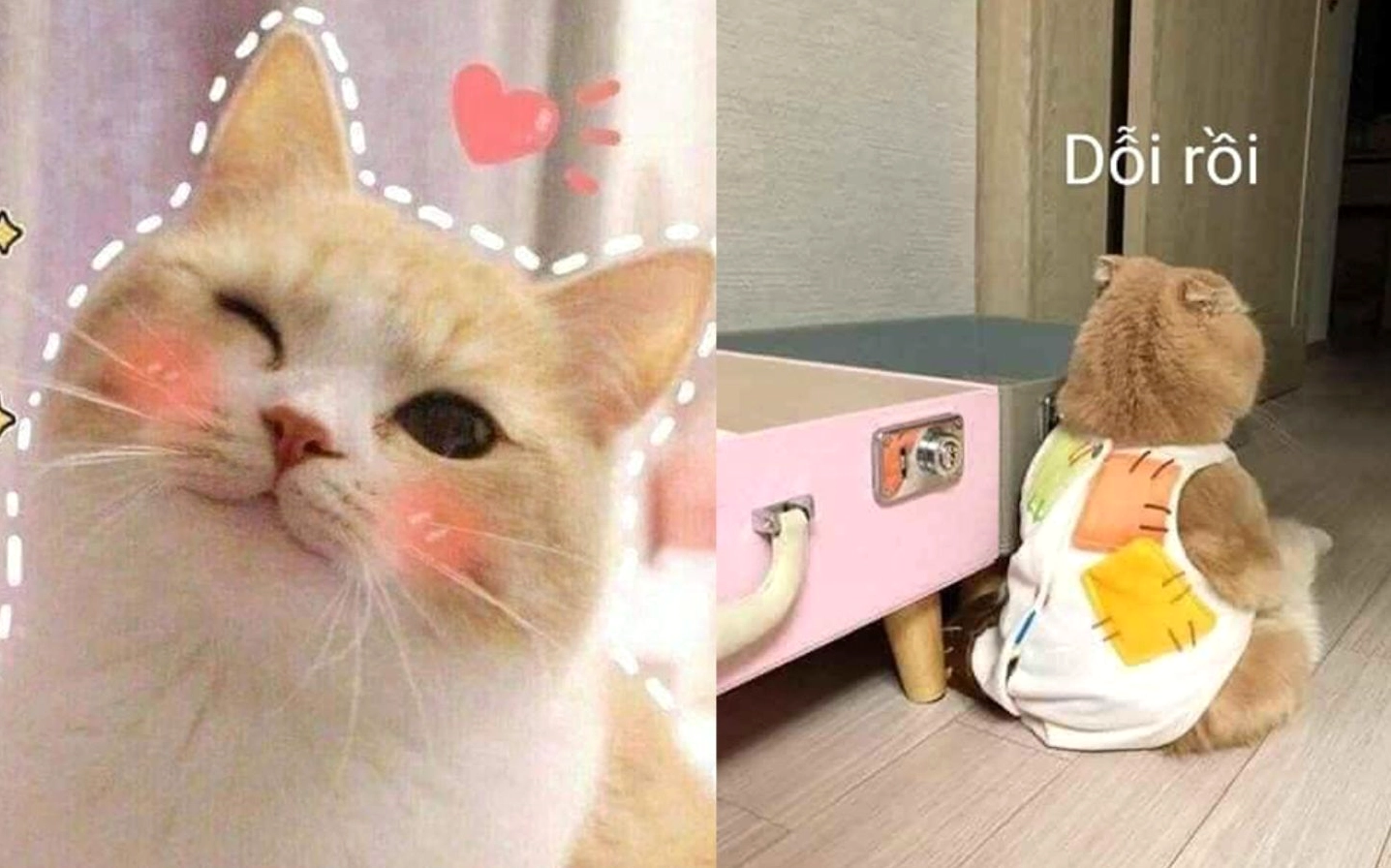 Meme chú cún đuổi theo cái đuôi của mình