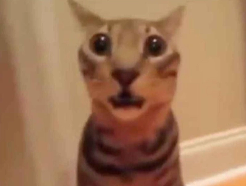 Meme động vật với biểu cảm ngơ ngác đáng yêu