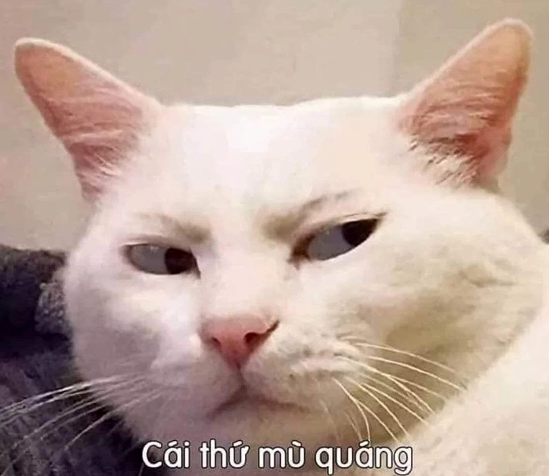 Meme là những tấm ảnh chế hài hước mang lại tiếng cười