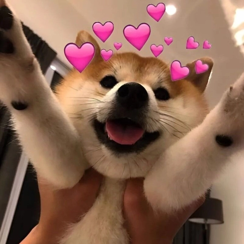 Bộ sưu tập meme tình yêu đáng yêu và hài hước nhất năm 2026 8 Meme tình yêu về động vật cực kỳ hài hước và duyên dáng