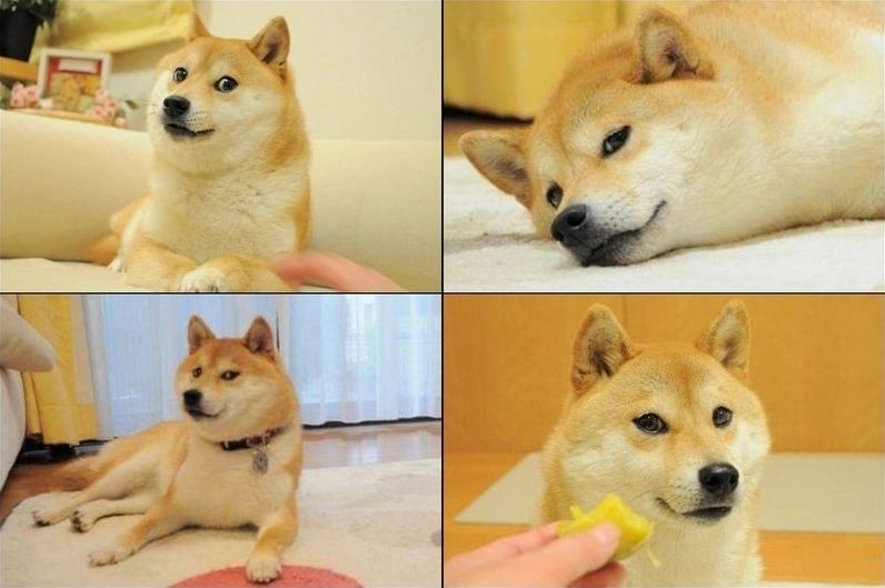 Bộ sưu tập ảnh meme hài hước lôi cuốn và đầy gợi cảm 16 Meme vui nhộn về chú chó mang lại tiếng cười sảng khoái