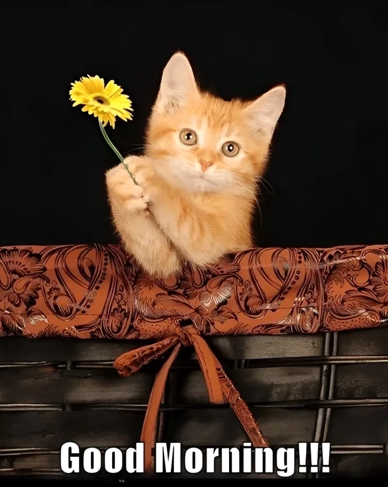 Trọn bộ 20+ meme hi hài hước dễ thương chào hỏi gây ấn tượng 4 Mèo hello vẫy tay chào cực cute