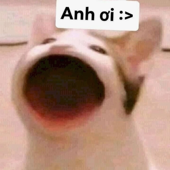 Mở kho ảnh mèo meme há miệng hot trend đình đám nhất