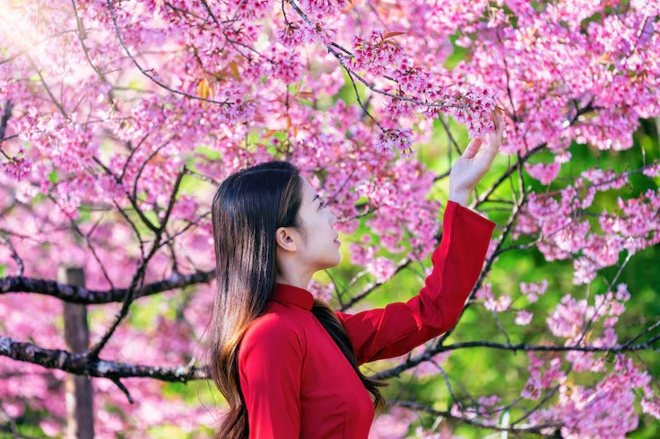Nét thanh tao của người phụ nữ Việt Nam e ấp dưới cành hoa anh đào đang nở rộ