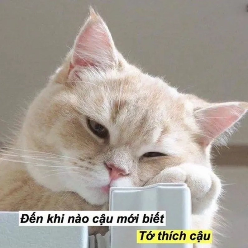 Ngọt ngào hết nấc với meme mèo tỏ tình dễ thương