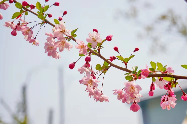 Những nụ hoa hồng chúm chím mọc rải rác trên cành cây khô cằn