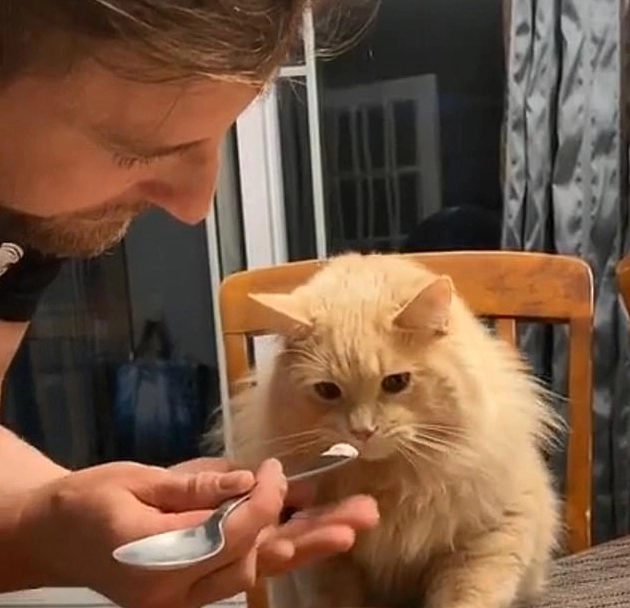 Siêu phẩm ảnh há miệng đút ăn meme khiến fan cười ngất ngây
