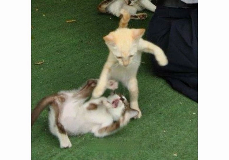 Sự nhí nhảnh và đáng yêu không lối thoát