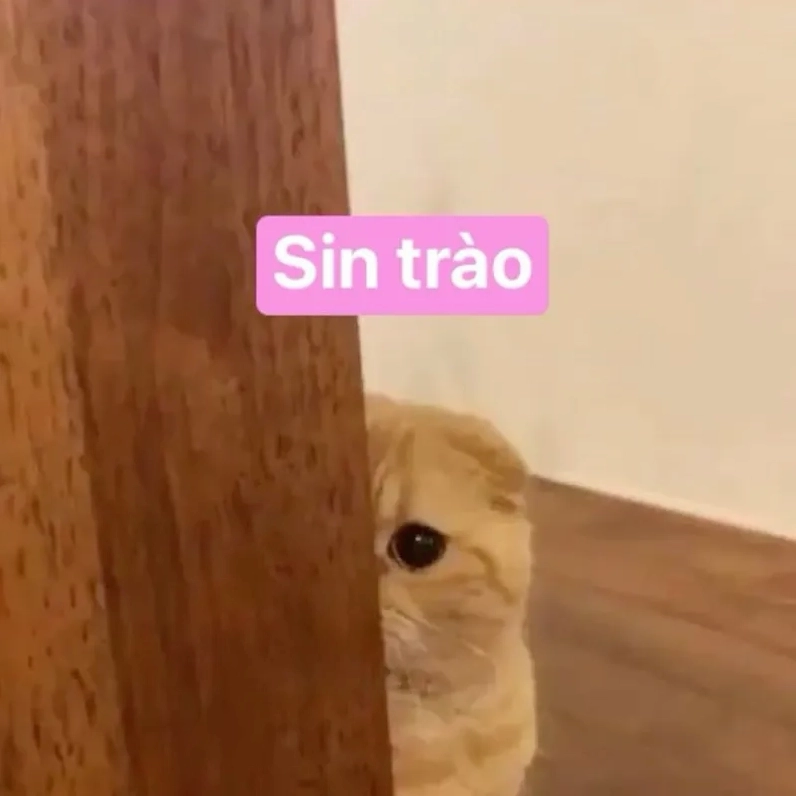 Sự pha trộn cảm xúc từ chiếc avatar mèo vô tri