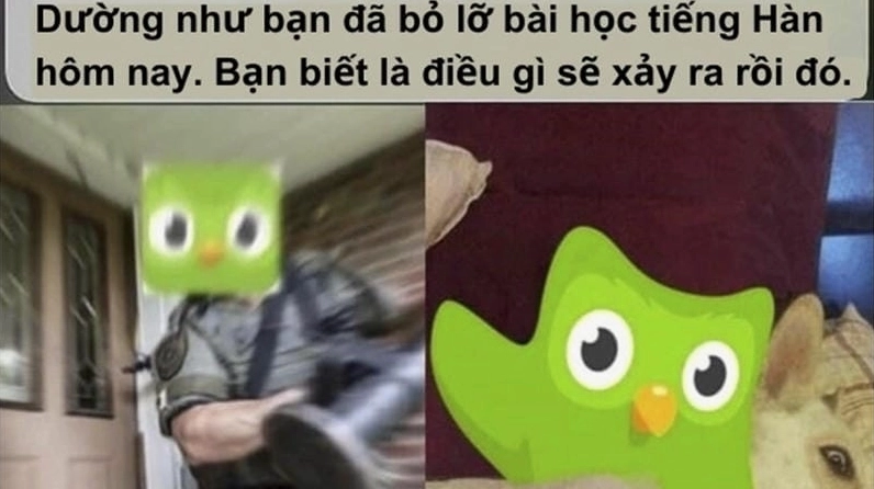 Bộ sưu tập ảnh duolingo meme bá đạo khiến bạn cười nghiêng ngả 9 Sưu tầm những bức meme duolingo viral được yêu thích nhất