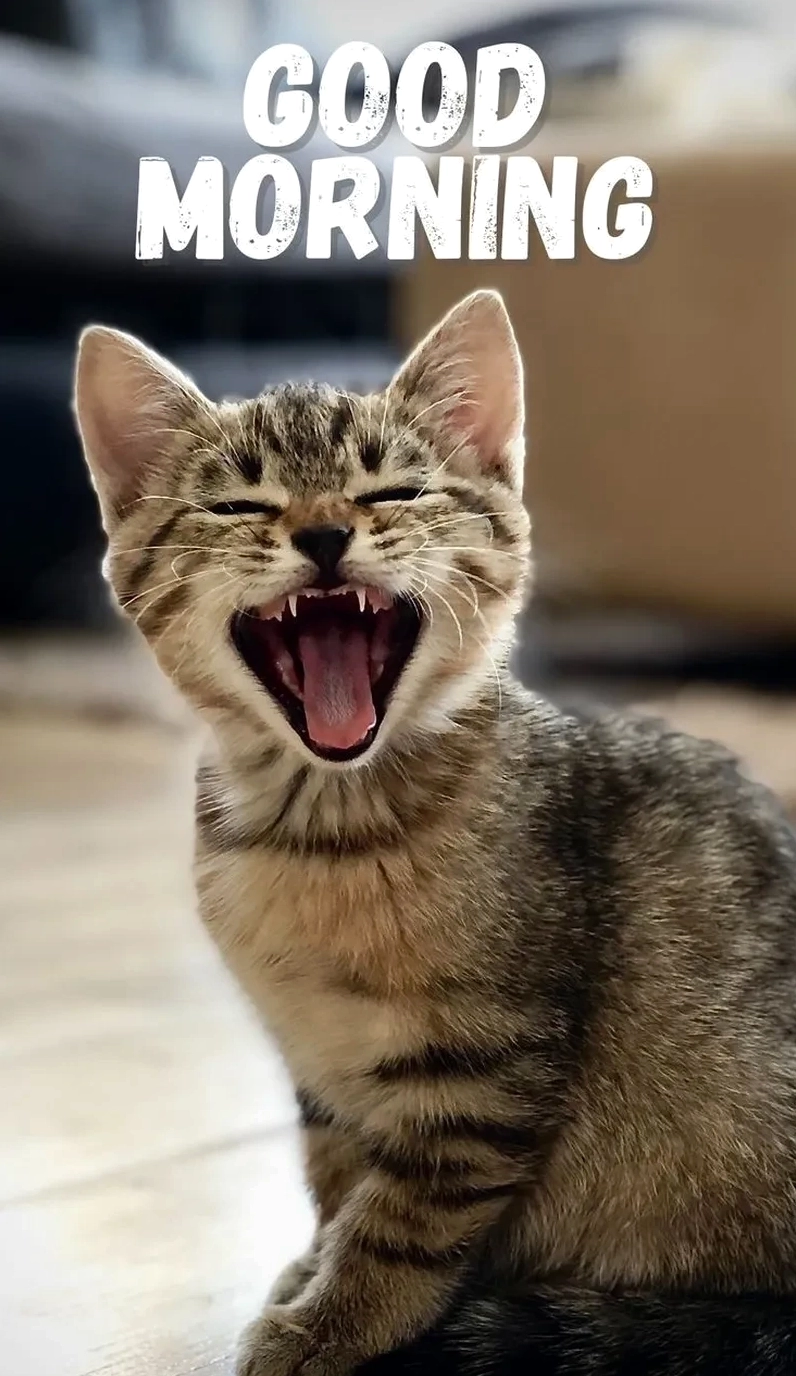 Trọn bộ 20+ meme hi hài hước dễ thương chào hỏi gây ấn tượng 12 Tiếng cười giòn tan xua đi bao mệt nhọc