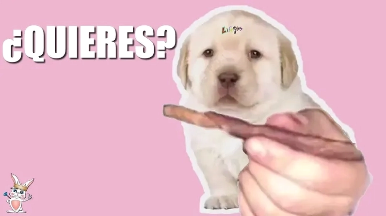 Bộ sưu tập quieres meme hài hước nhất khiến bạn không thể nhịn cười 9 Tổng hợp ảnh quieres meme độc đáo và lầy lội nhất dành cho các fan cứng