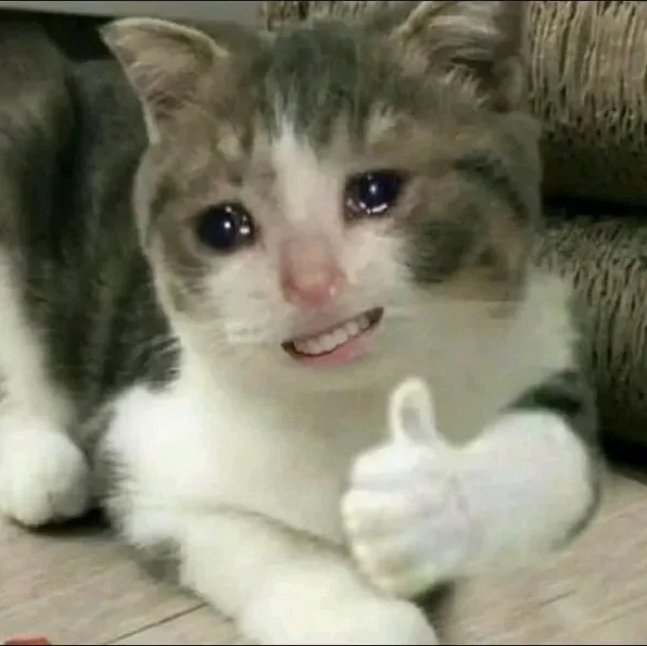 Tuyển tập avatar mèo vô tri dành cho những ai đam mê meme