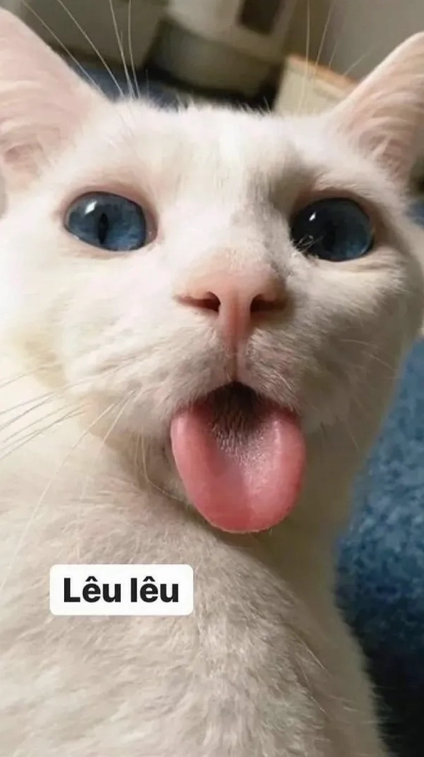 Tuyệt tác dễ thương từ một bức ảnh mèo meme vô tri