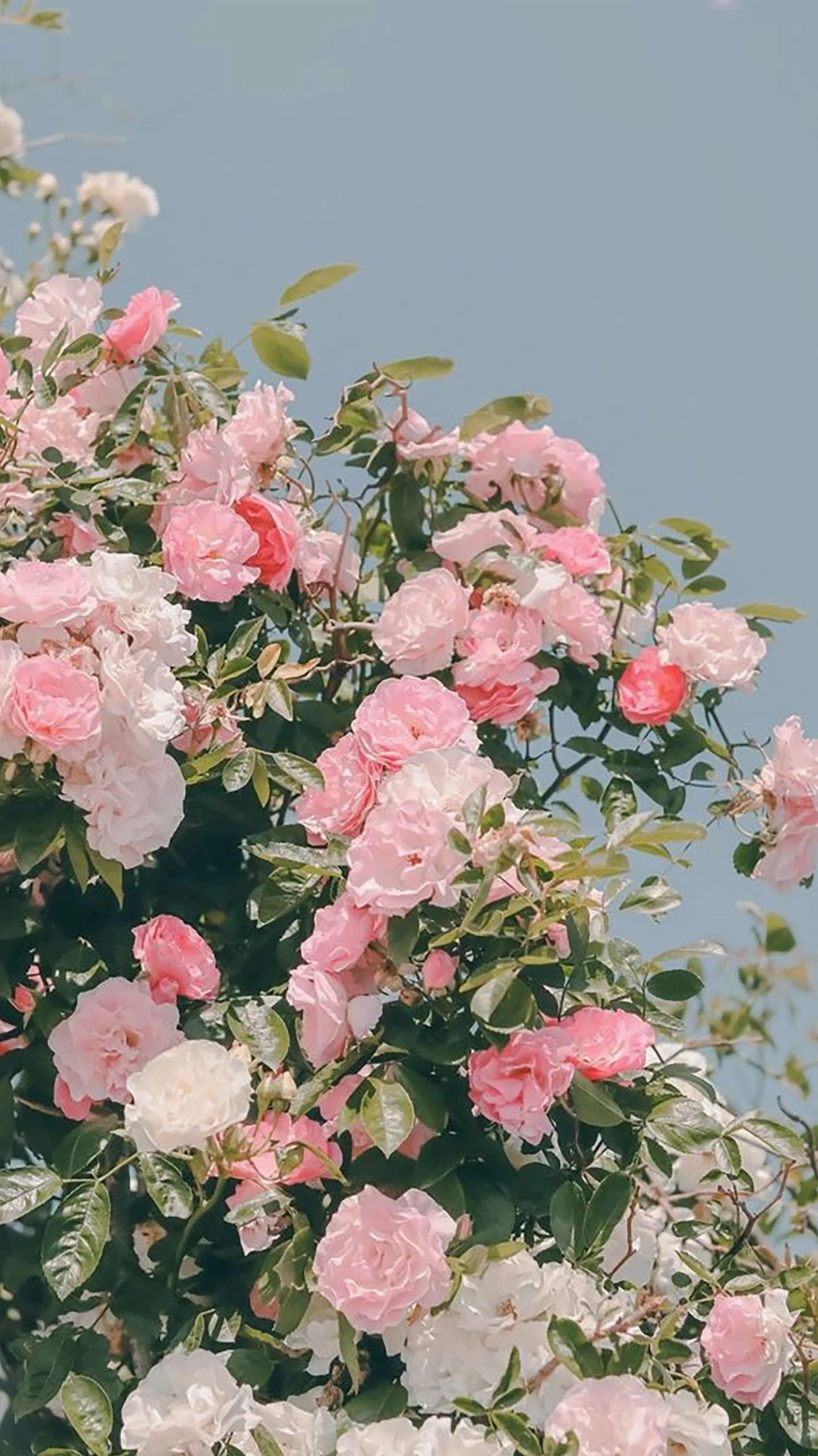 ảnh cánh đồng hoa đẹp mẫu đơn hồng tươi tắn