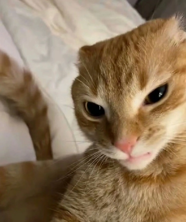 ảnh chế meme mèo bựa đang nhìn chằm chằm đầy đánh giá