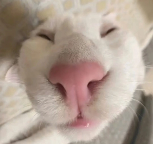 ảnh chế meme mèo bựa đang thè lưỡi và trợn mắt