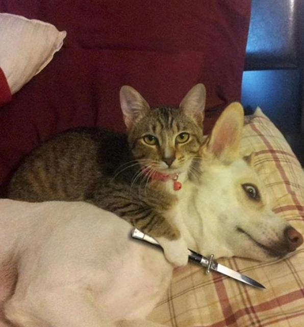 ảnh chế meme mèo bựa đang 