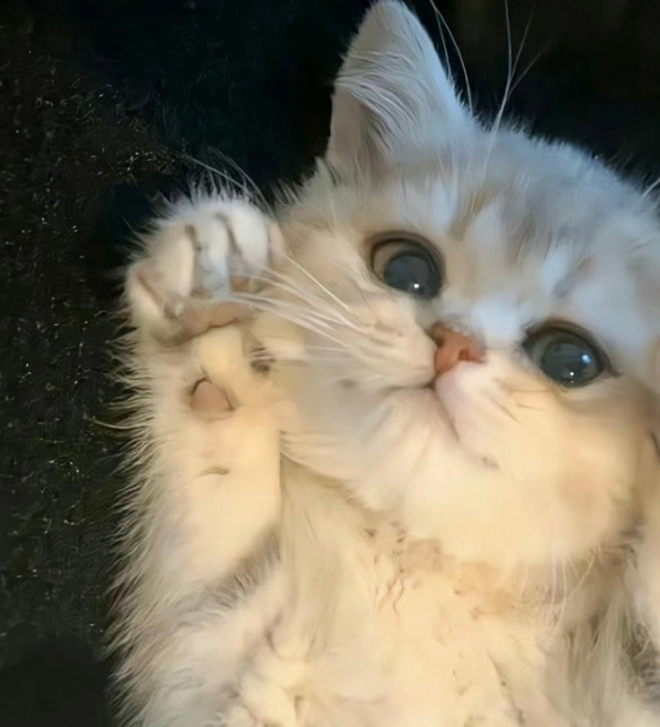 ảnh chế meme mèo bựa nhìn như đang cố gắng kiểm soát cơn giận