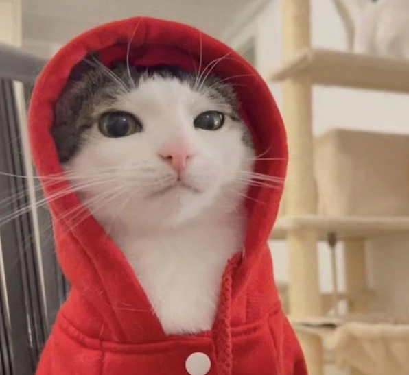 ảnh chế meme mèo bựa với ánh mắt lờ đờ như vừa tỉnh ngủ