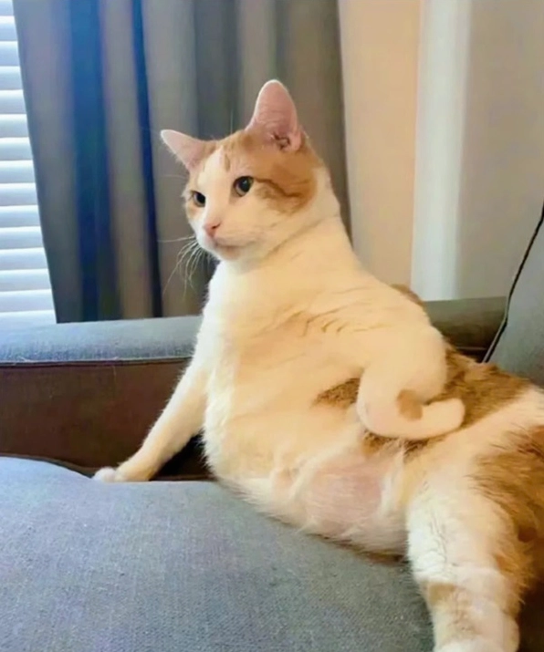 ảnh chế meme mèo bựa với biểu cảm mặt ngầu đáng yêu