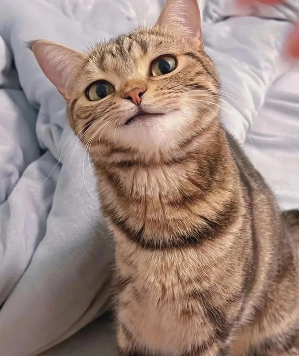 ảnh chế meme mèo bựa với biểu cảm mặt nghiêm túc và suy tư