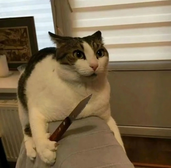 ảnh chế meme mèo bựa với bộ râu thần thái và ánh mắt sắc lẹm