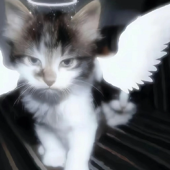 ảnh chế meme mèo bựa với chiếc kính đen sành điệu