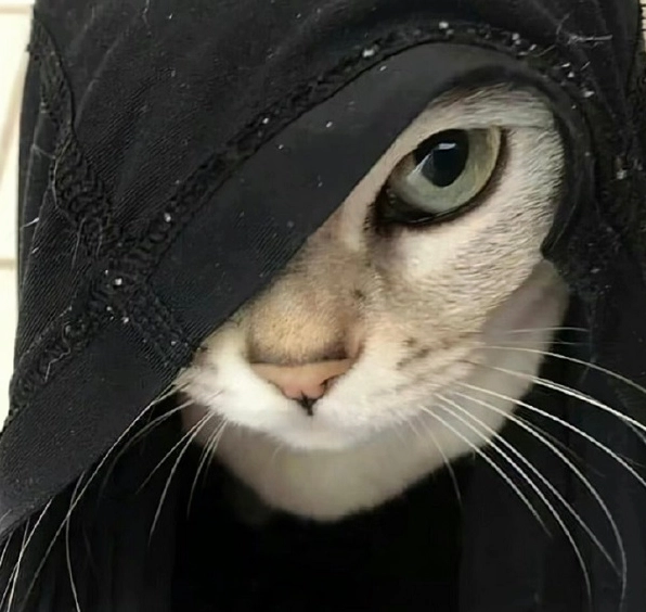 ảnh chế meme mèo bựa với chiếc lưỡi lè ra tinh nghịch