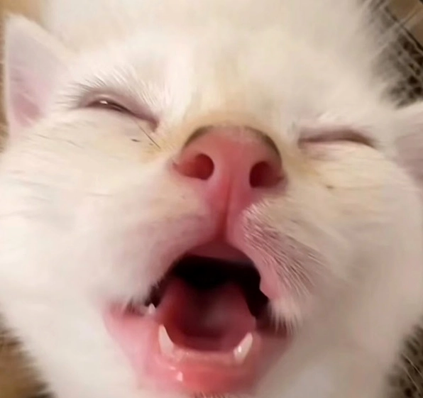 ảnh chế meme mèo bựa với khuôn mặt 