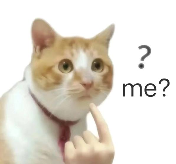 ảnh chế meme mèo bựa với vẻ mặt cau có đầy biểu cảm