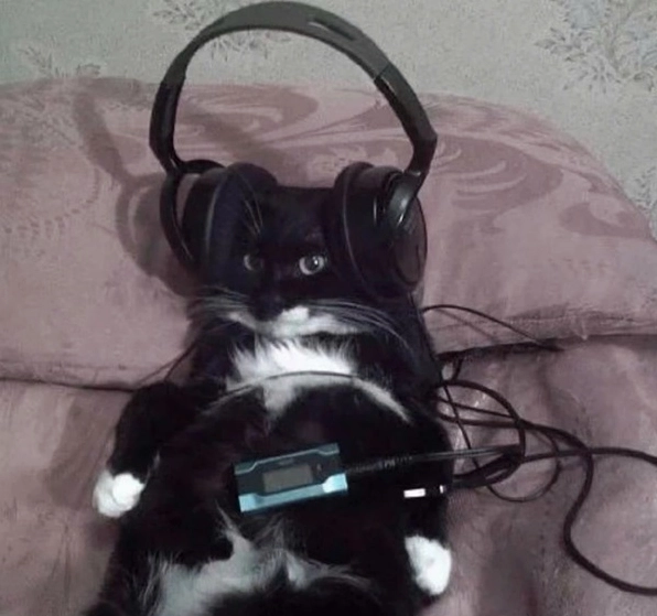 ảnh chế meme mèo bựa với vẻ mặt ngạc nhiên tột độ