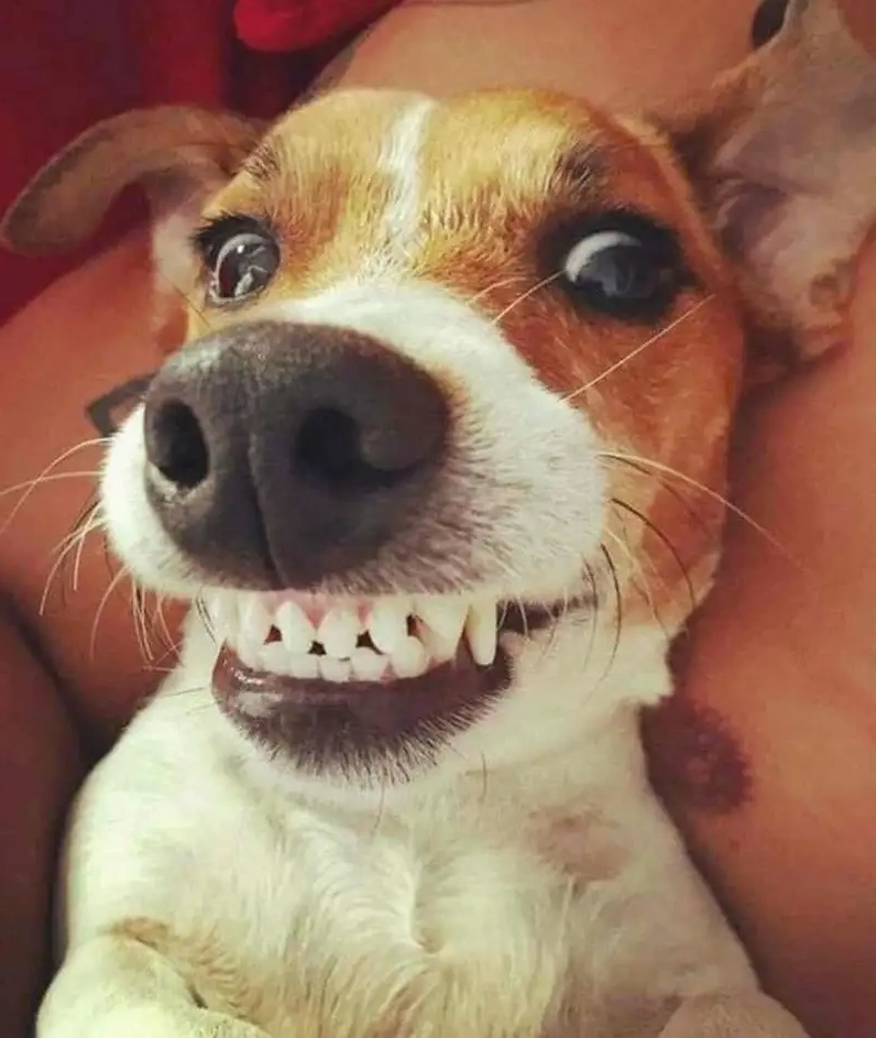 Cận cảnh bộ sưu tập ảnh cheems meme hài hước và gây cười nhất 13 Ảnh cheems meme Việt Nam với những câu nói hài hước