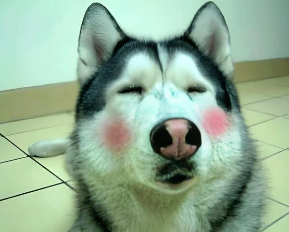 Cận cảnh Bộ sưu tập ảnh meme ngại siêu đáng yêu khiến bạn bật cười 5 Ảnh chó ngại ngùng meme biểu cảm 'xấu hổ'