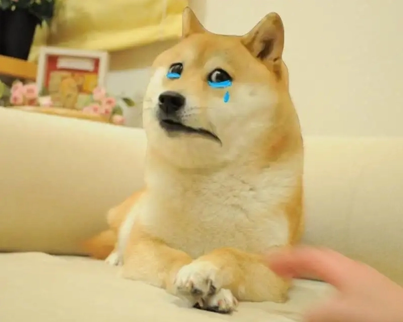 Ảnh chó Shiba meme Việt Nam hài hước khiến bạn cười lăn