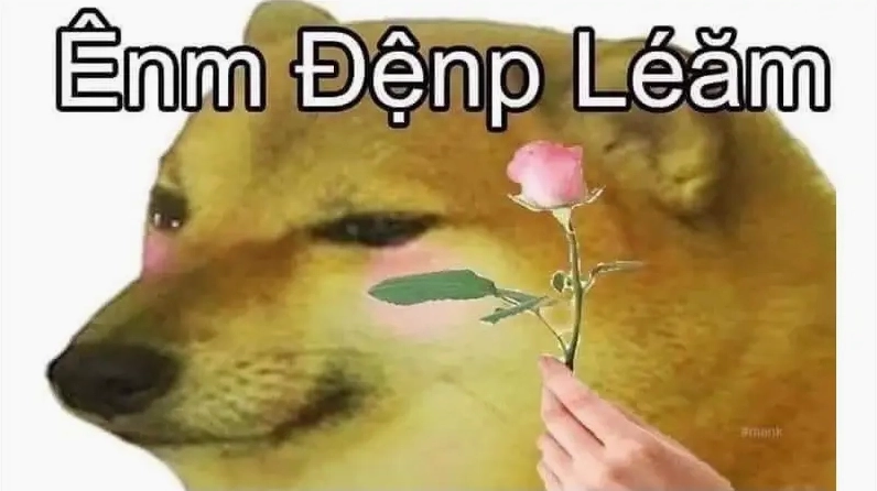 Ảnh chó Shiba meme với biểu cảm độc lạ và khó đỡ