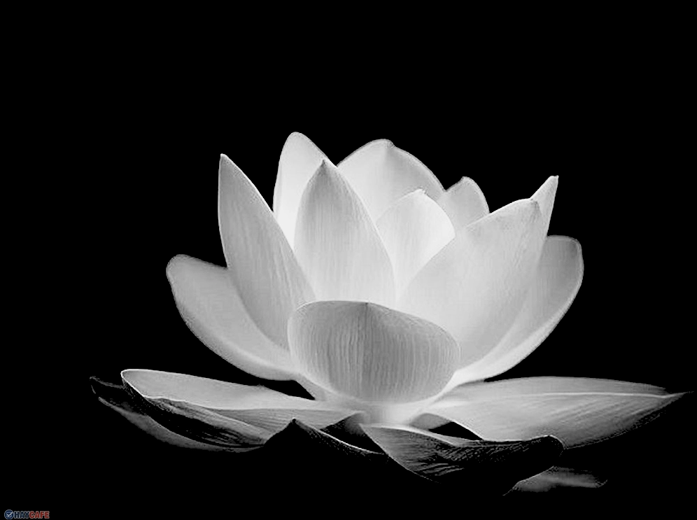 Bộ sưu tập cận cảnh tải hình nền đen tang lễ trang trọng và ý nghĩa 8 Ảnh đen buồn tang lễ mang ý nghĩa sâu sắc về sự tưởng nhớ