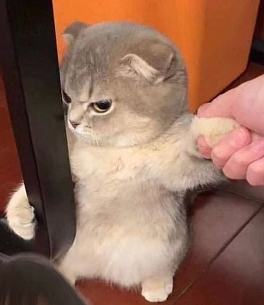 ảnh hình nền máy tính meme mèo giận dỗi quay mặt đi