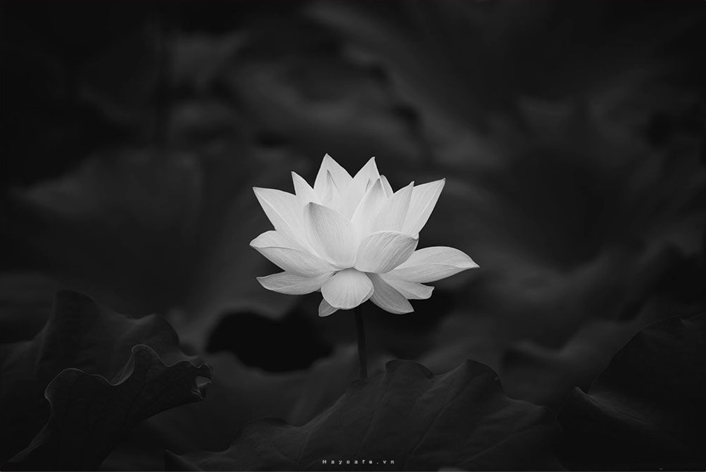 Bộ sưu tập cận cảnh tải hình nền đen tang lễ trang trọng và ý nghĩa 18 Ảnh hoa sen trắng nền đen buồn và đầy ý nghĩa sâu sắc