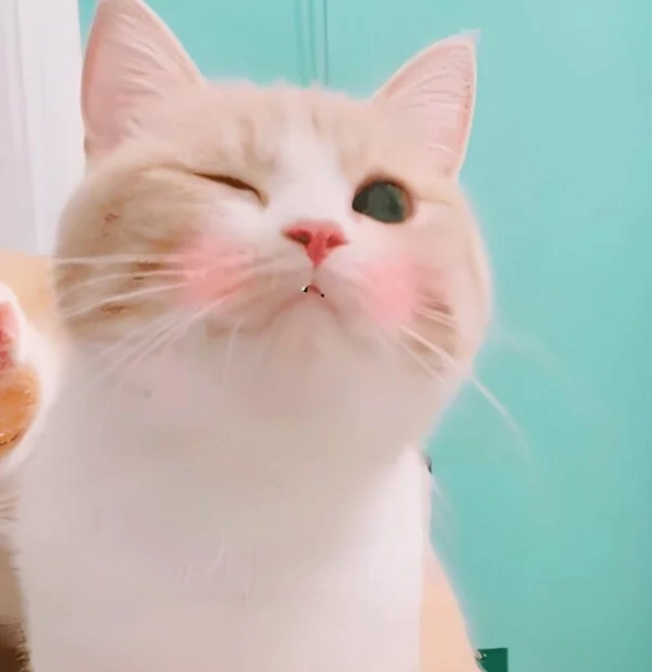 ảnh meme ảnh cute làm hình nền tình yêu lãng mạn