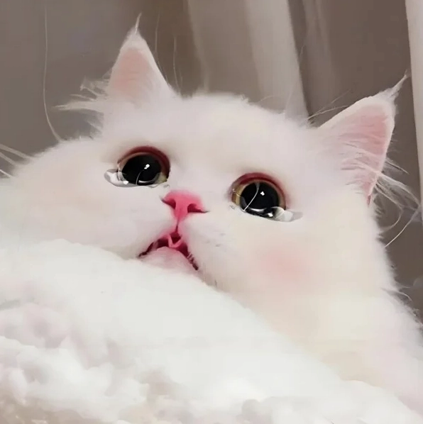 ảnh meme ảnh cute về sự nhớ nhung dành cho người ấy