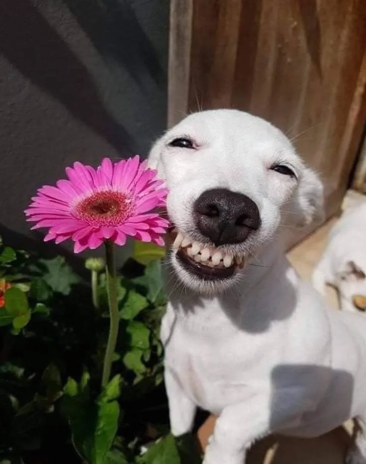 Ảnh meme bựa mèo đang nhìn chằm chằm đầy phán xét