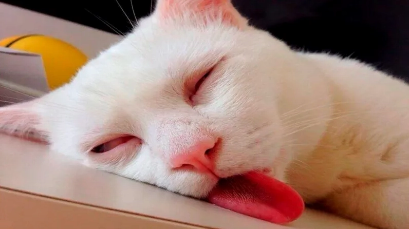 Ảnh meme bựa mèo đội mũ và cặp kính cực chất