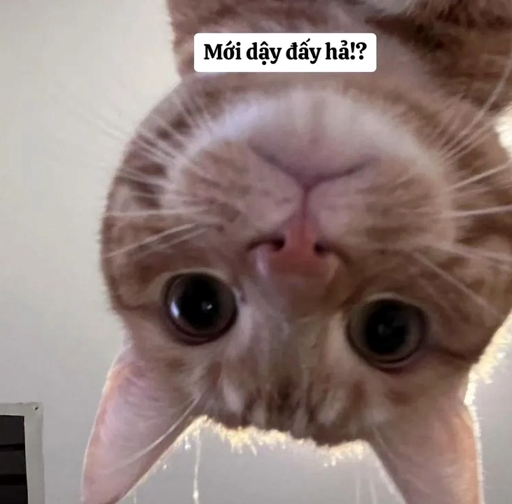 Ảnh meme bựa mèo với biểu cảm như đang suy tư