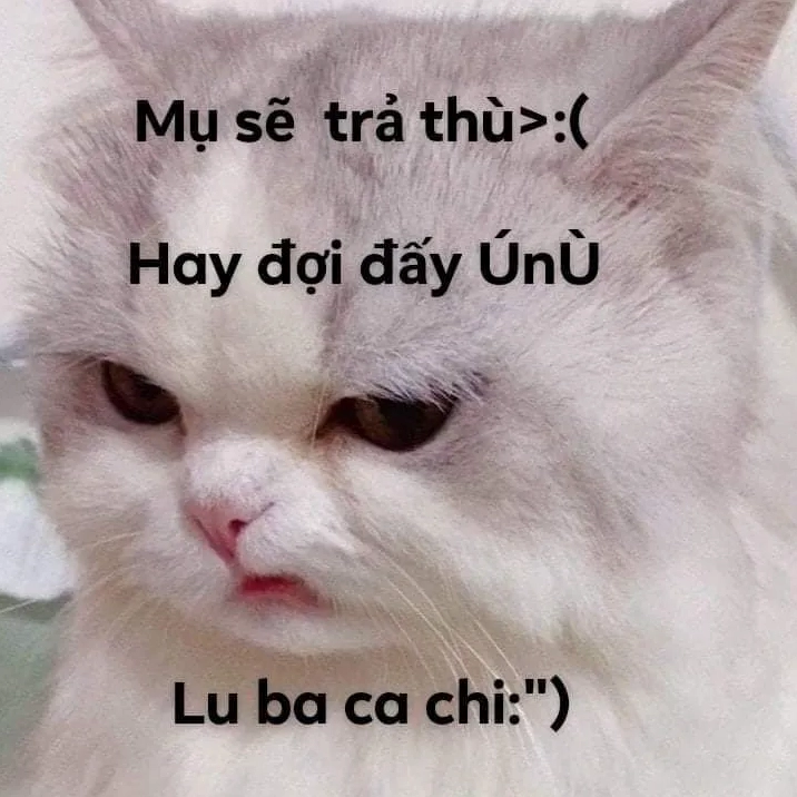 Ảnh meme bựa mèo với vẻ mặt 