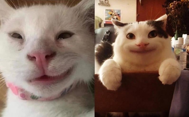 Ảnh meme chế chú mèo đang cười đểu với biểu cảm đáng yêu