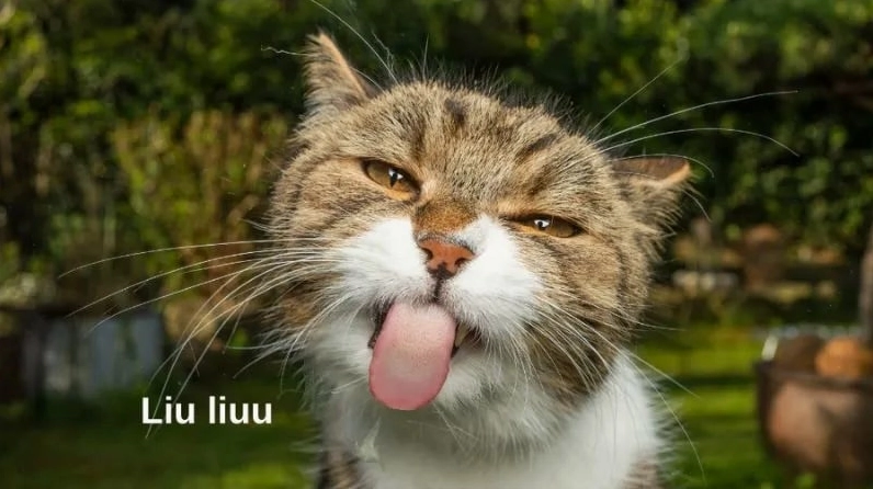 Ảnh meme chế chú mèo lè lưỡi biểu cảm bựa