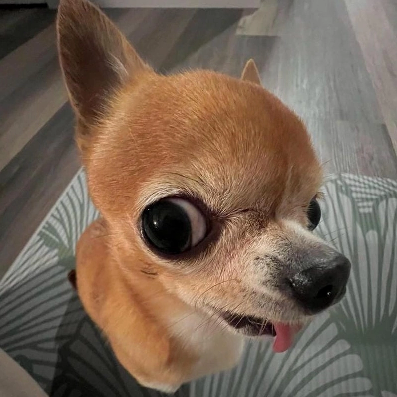 Ảnh meme chó cười nhe răng đầy vui vẻ