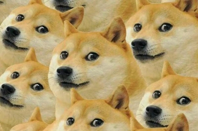 Ảnh meme chó cute với biểu cảm khó hiểu