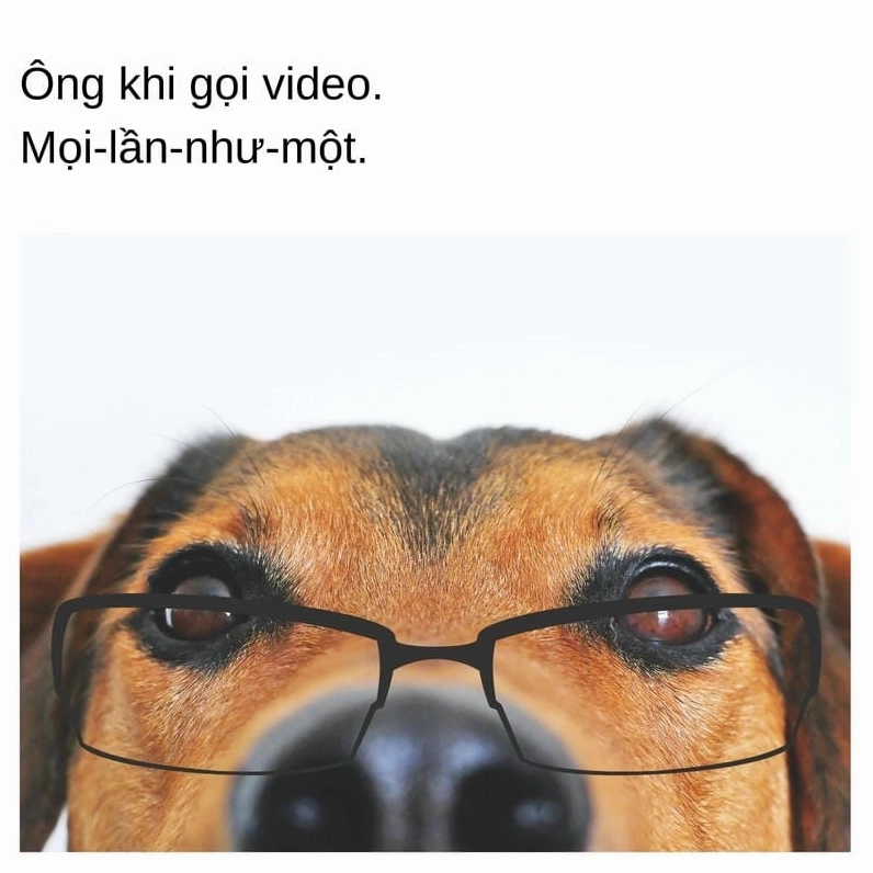 Ảnh meme chó cute với biểu cảm suy tư độc đáo